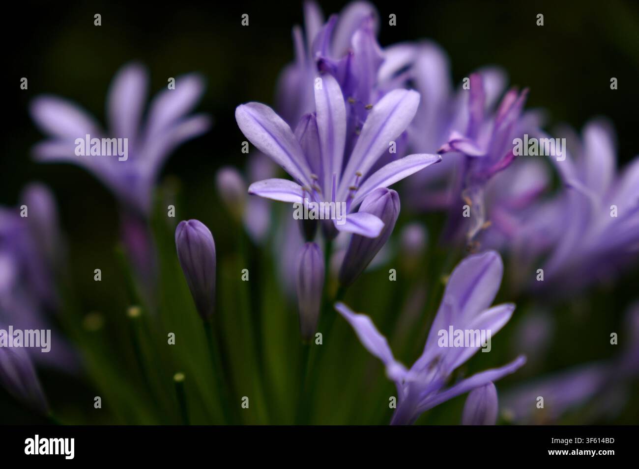 Macro primo piano di fiori di Agapanthus viola ( giglio del Nilo) in fiore su uno sfondo verde scuro sfocato. Foto Stock