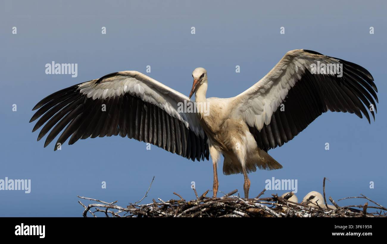Cigogna bianca (Ciconia ciconia) in piedi nel nido con le ali spalancate sotto un cielo blu Foto Stock