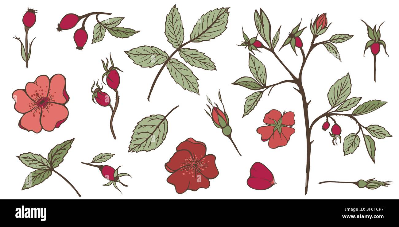 Set vettoriale disegnato a mano di rami di rosa canina, fiori, foglie e bacche in tonalità verde salvia. Elementi botanici per il branding del benessere, confezioni cosmetiche Illustrazione Vettoriale