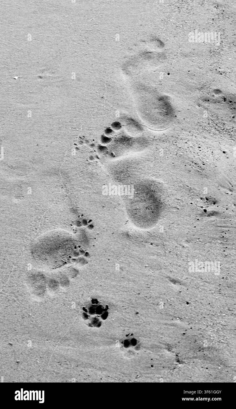 Impronte di persone e gatti sulla sabbia. Monocromo Foto Stock