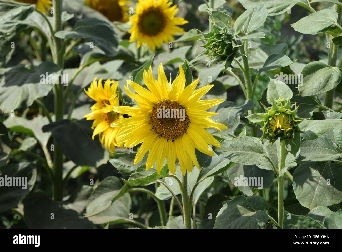Girasole giallo brillante in fiore circondato da foglie verdi e boccioli di fiori Foto Stock