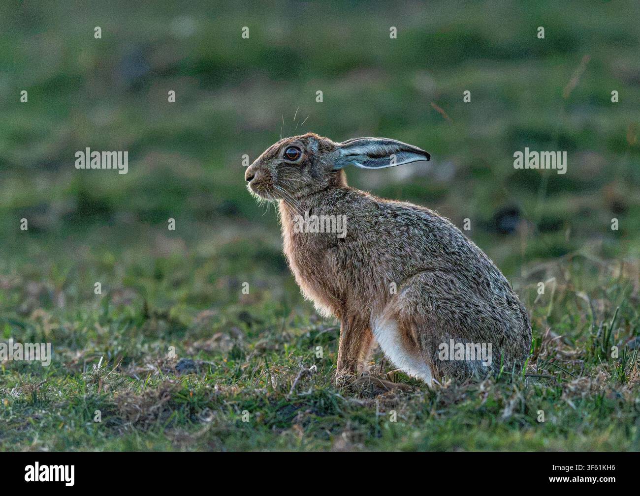 giovane lepre marrone europea illuminata da dietro, con occhi spalancati, in prato aperto che osserva e ascolta il pericolo, pronta a scappare; sfondo sfocato Foto Stock