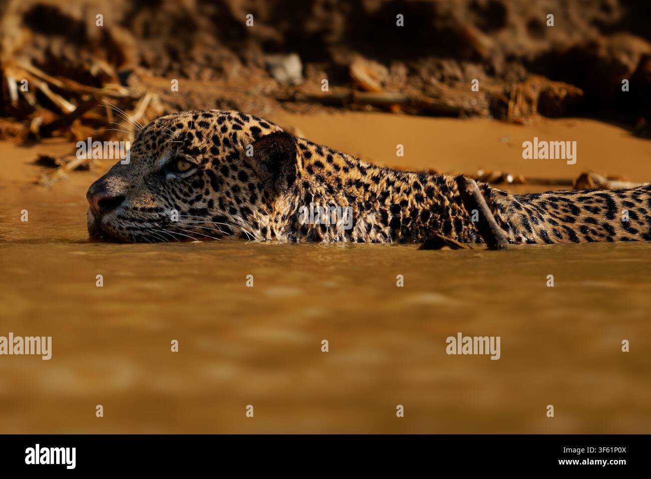 Jaguar Panthera onca che nuota in un fiume fangoso, mantello macchiato di rosette, il più grande felino delle Americhe, morso potente, nuotatore forte, grande predatore felino, Pantanal Foto Stock