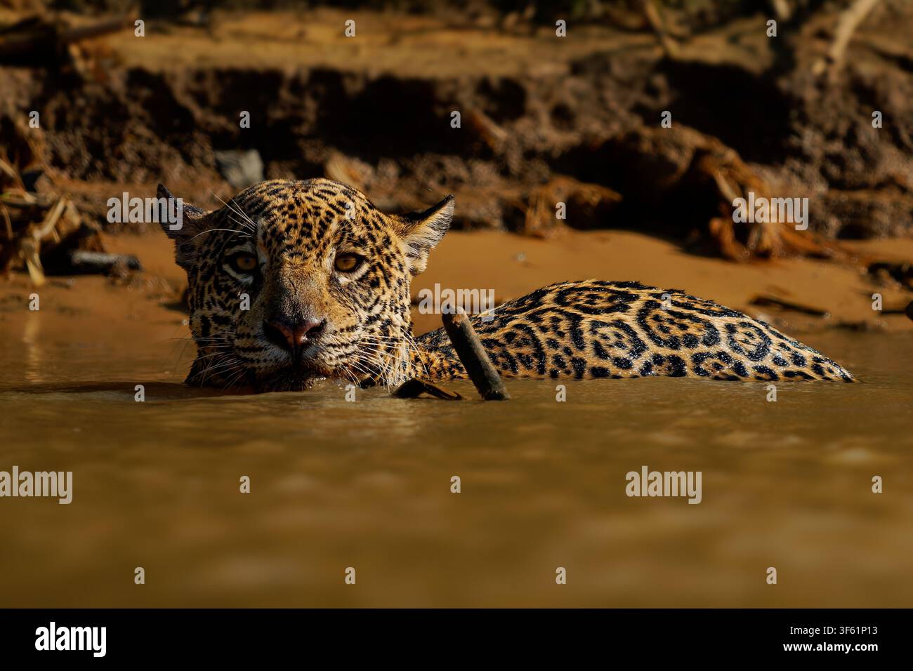Jaguar Panthera onca che nuota in un fiume fangoso, mantello macchiato di rosette, il più grande felino delle Americhe, morso potente, nuotatore forte, grande predatore felino, Pantanal Foto Stock