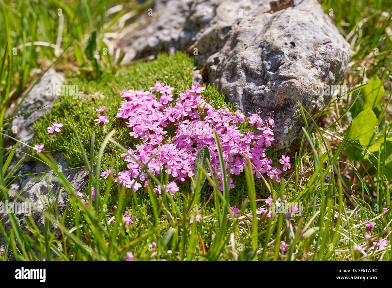Fiori selvatici rosa tra rocce e muschio. Foto Stock