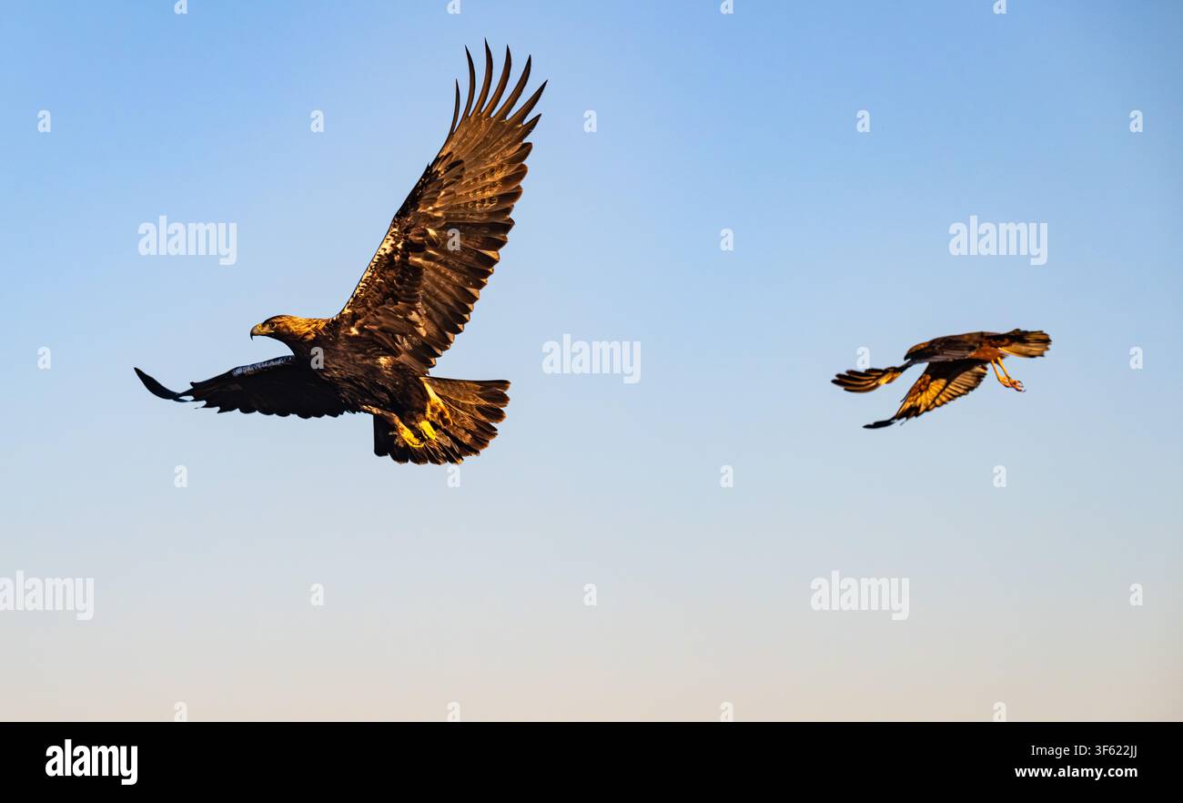 Due aquile volano contro un cielo blu terso. Un'aquila vola bassa con le ali completamente spiegate. L'altra scivola più in alto, le ali angolate per il movimento. La luce del sole catc Foto Stock