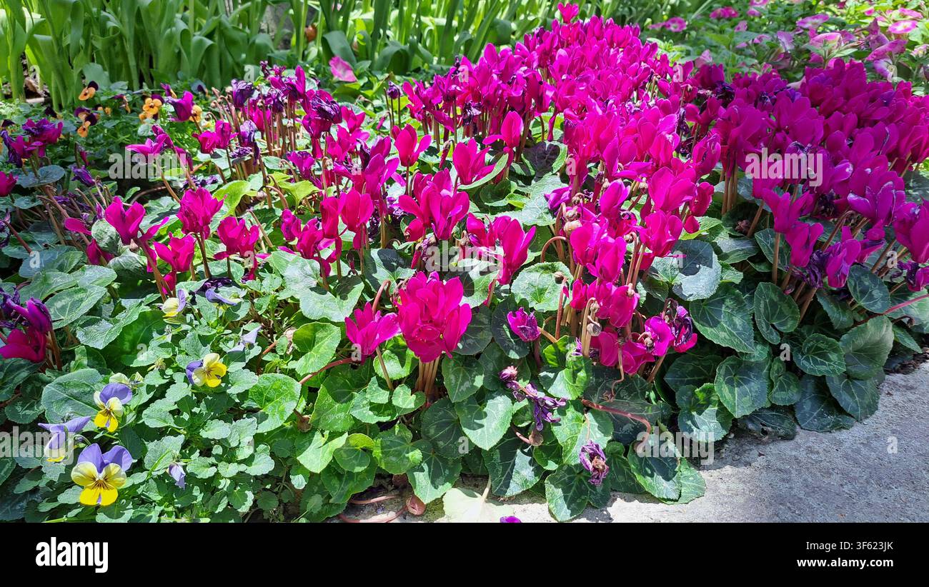 Fiori di ciclamino magenta vibranti in fiore in un letto di giardino lussureggiante, che forniscono uno sfondo botanico colorato per il design naturale del paesaggio primaverile, floreale Foto Stock