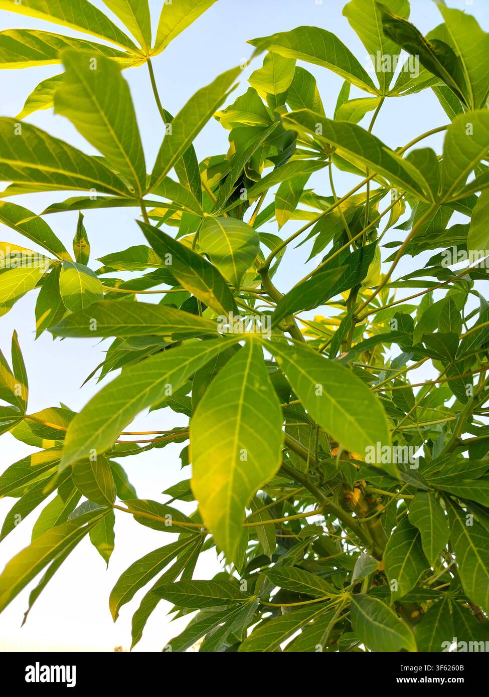 Prima piano di foglie di cassava verde vivace che crescono su un ramo sotto un cielo luminoso e sereno. - Immagine stock catturata con smartphone