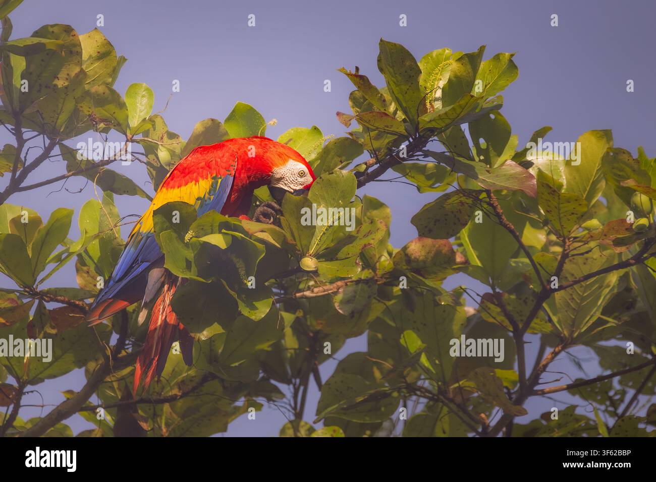 Ara macao (Ara macao) appollaiato su un albero di mandorlo mentre si nutre di frutta, Costa Rica. Foto Stock
