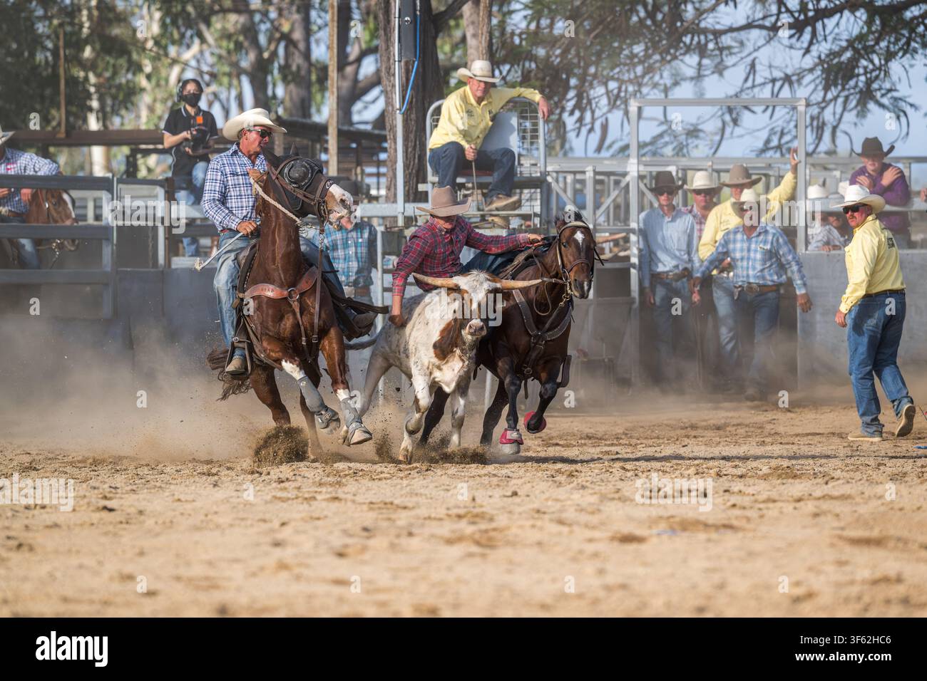 Aiutato dall’hazer, il lutista di buoi guida il suo cavallo accanto al vitello e poi, al momento giusto, scivola dal suo cavallo sul vitello. Foto Stock