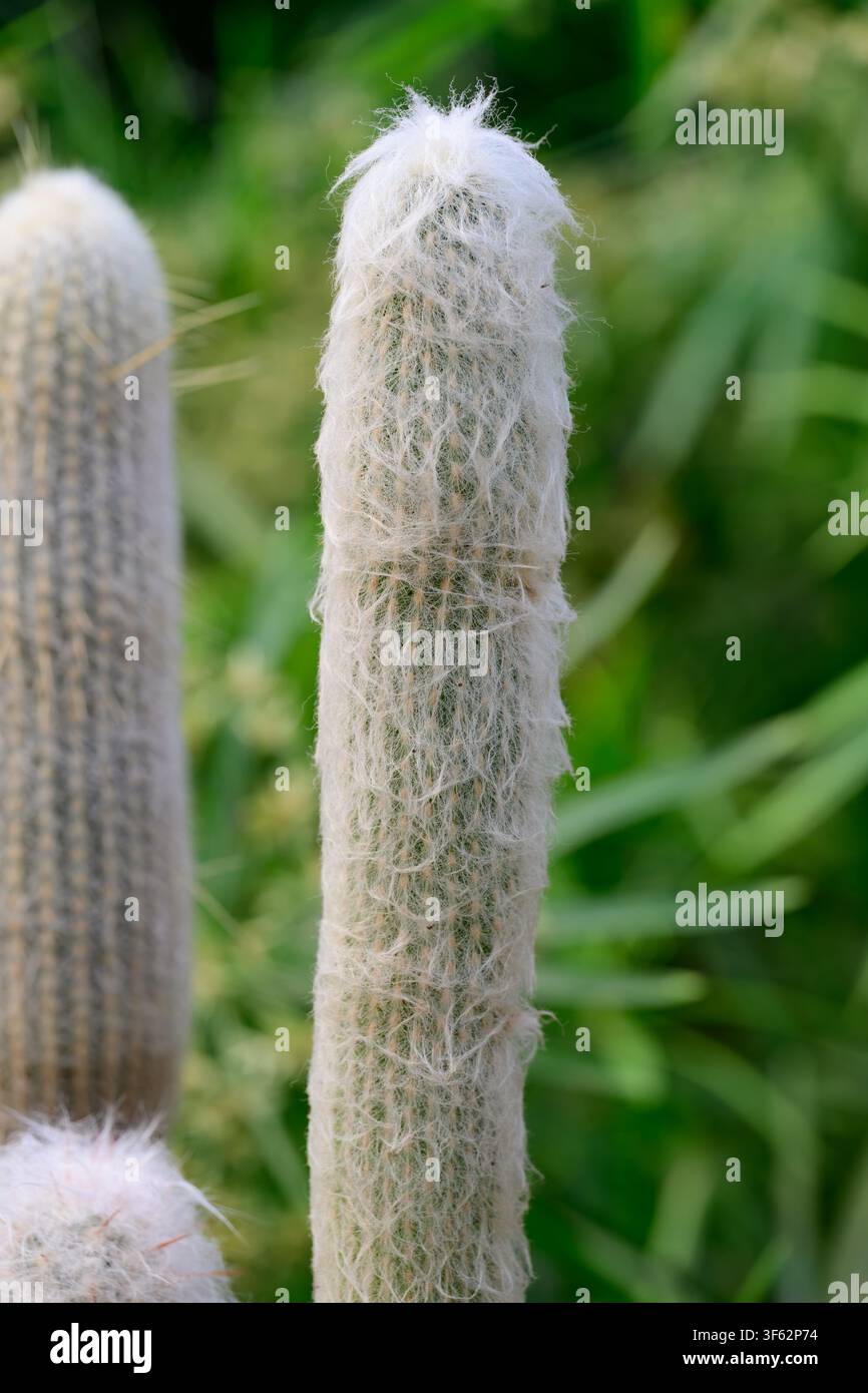 Stelo di cactus Cephalocereus senilis in vaso con enfasi sulla parte centrale ricoperta di peluria bianca e soffice su sfondo sfocato Foto Stock