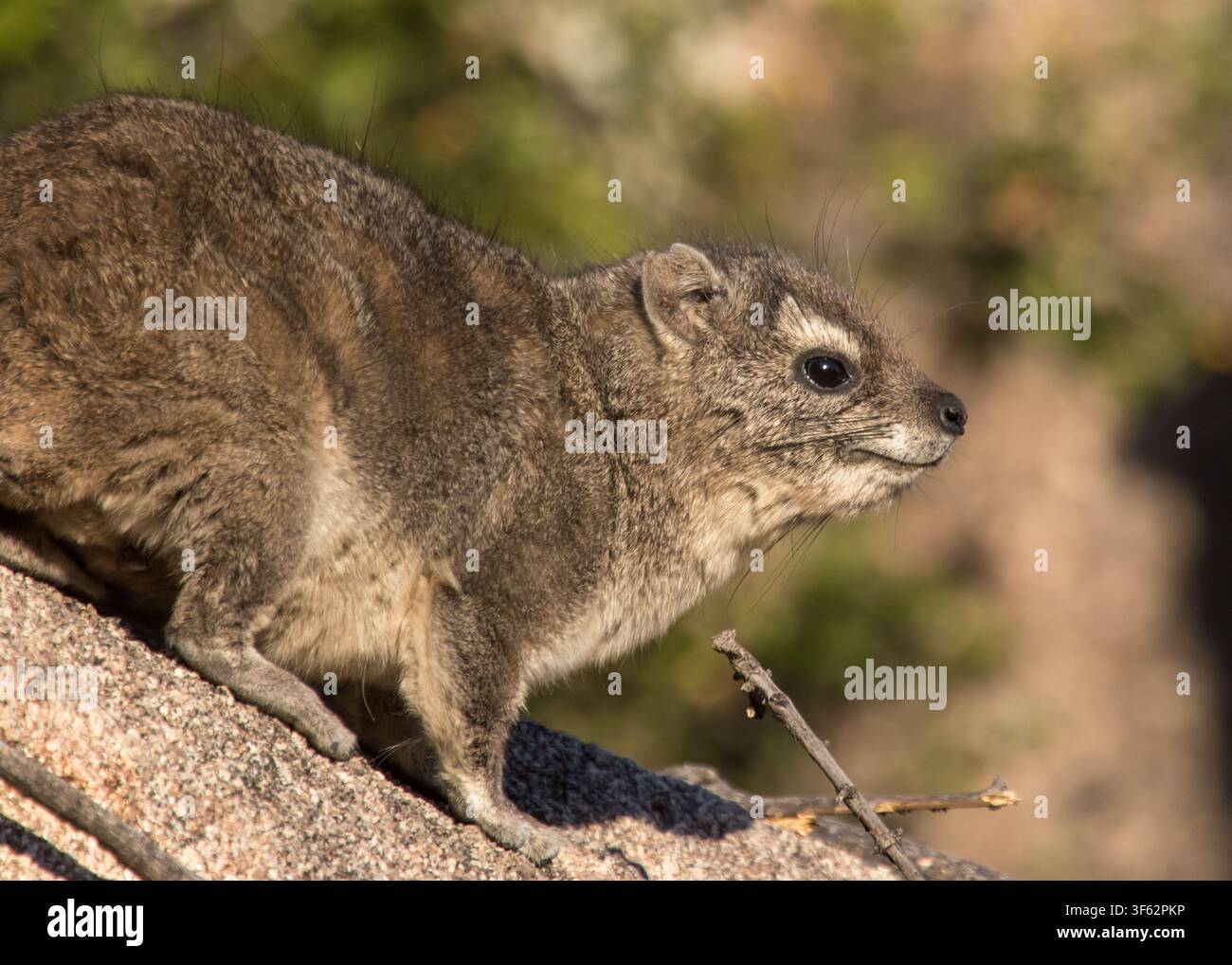 Un Heterohyrax brucei, damano macchiato di giallo, domina il suo territorio dalle vette di una roccia di granito sopra la valle di Maleme nei Matopos, Zimbabwe Foto Stock
