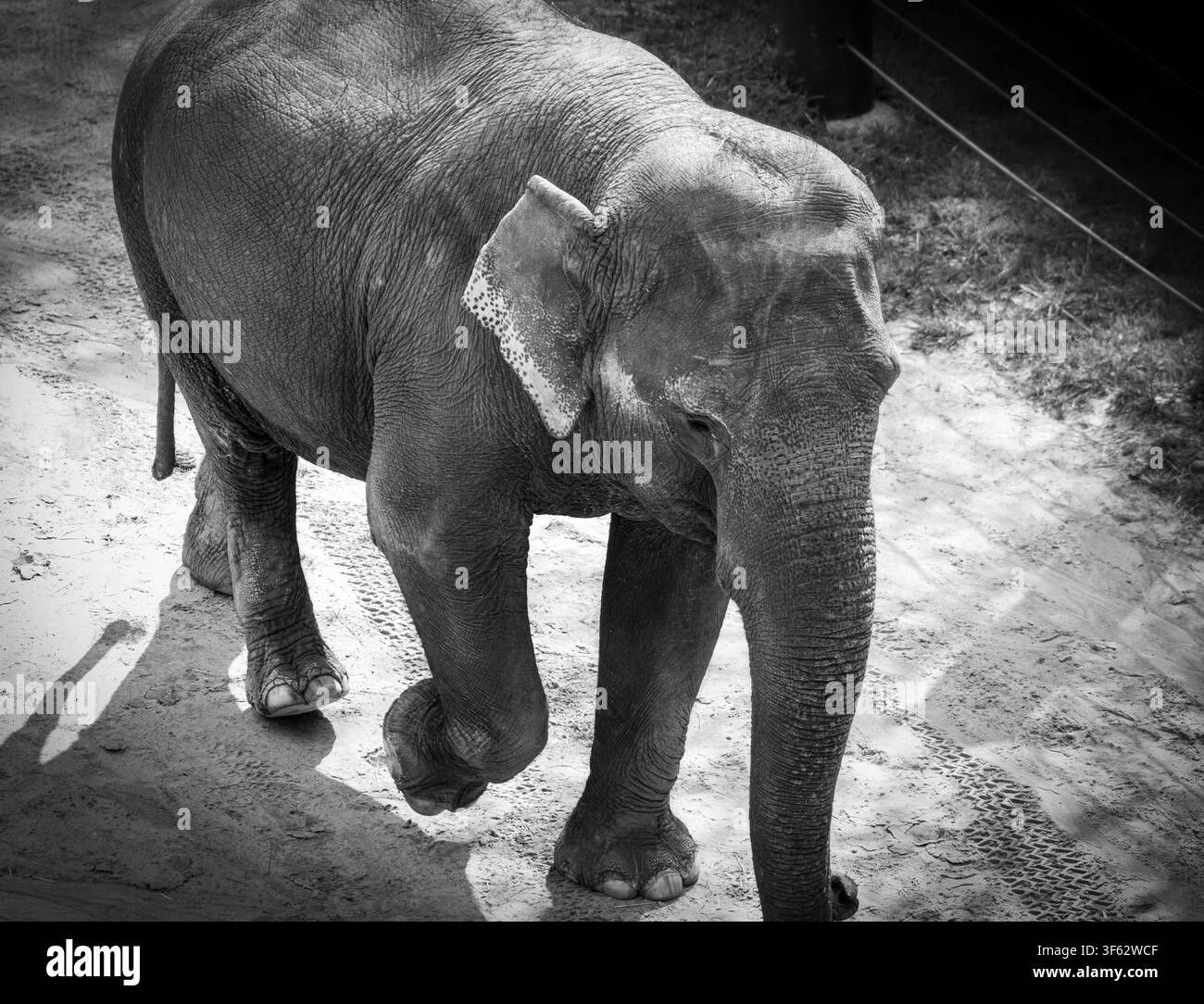 Foto in bianco e nero di un grande elefante che cammina Foto Stock