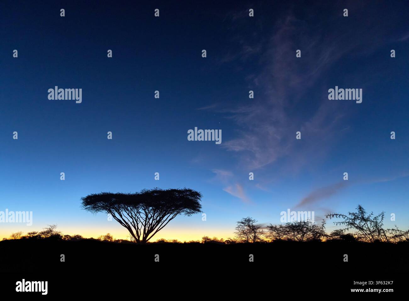Acacia spinosa a ombrello (Vachellia tortilis) al tramonto - Riserva naturale di Onguma, Namibia, Africa Foto Stock