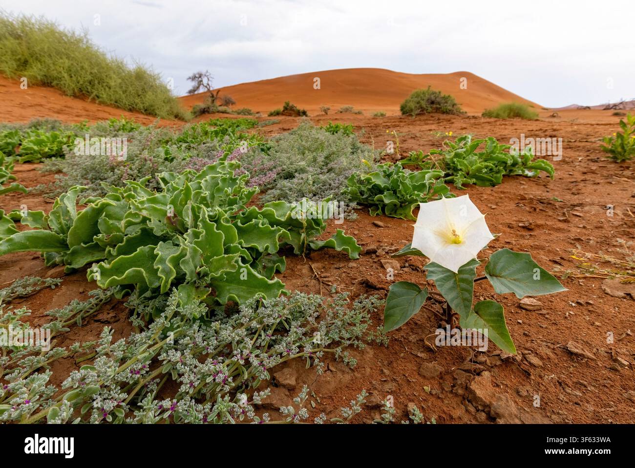 Fiore (Datura sp.) nella paesaggio dunale vicino a Sossusvlei nel Parco Nazionale di Namib-Naukluft, Namibia, Africa Foto Stock