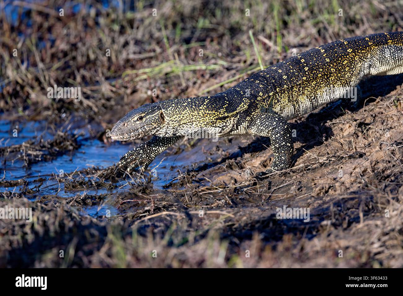 Varano del Nilo (Varanus niloticus) - Parco nazionale di Bwabwata, regione dello Zambesi, Namibia, Africa Foto Stock