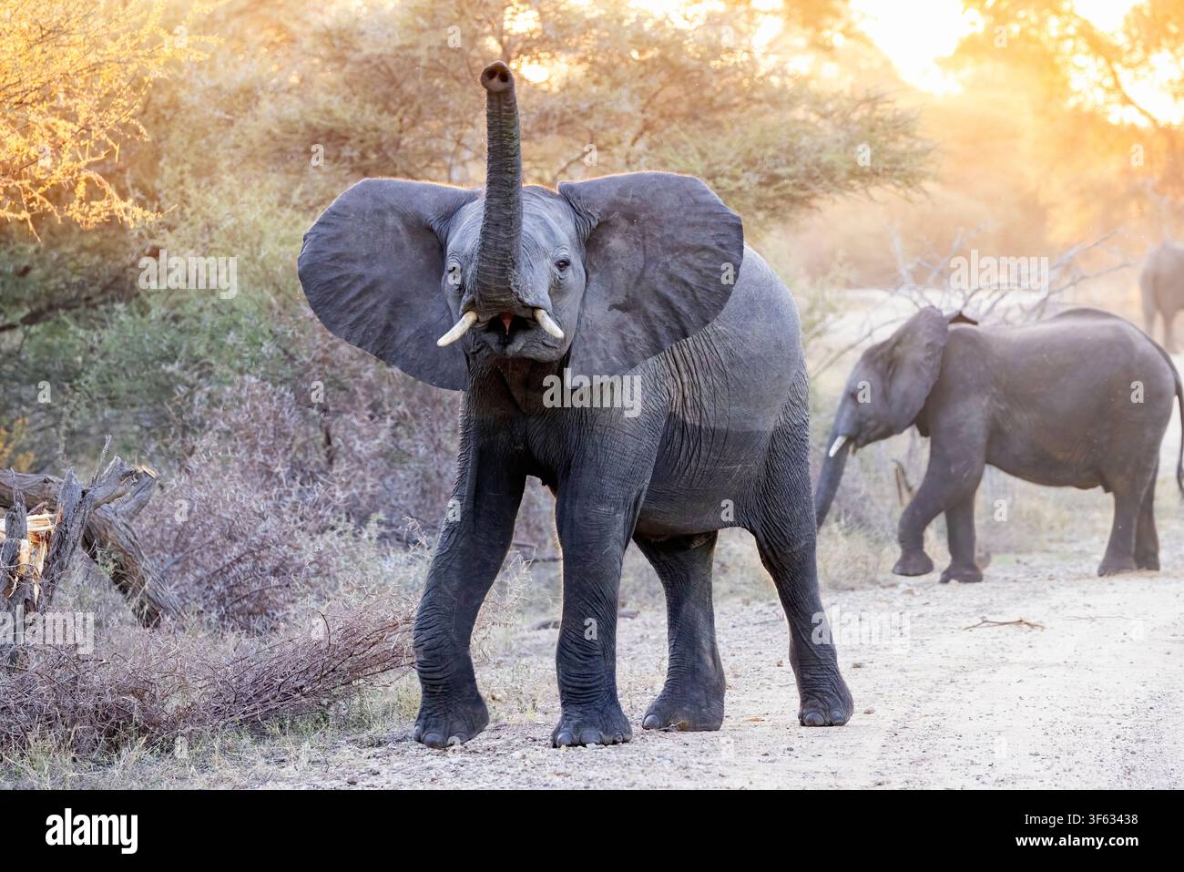 Elefante africano (Loxodonta africana) che simula una carica – Parco nazionale di Bwabwata, regione del Zambesi, Namibia, Africa Foto Stock