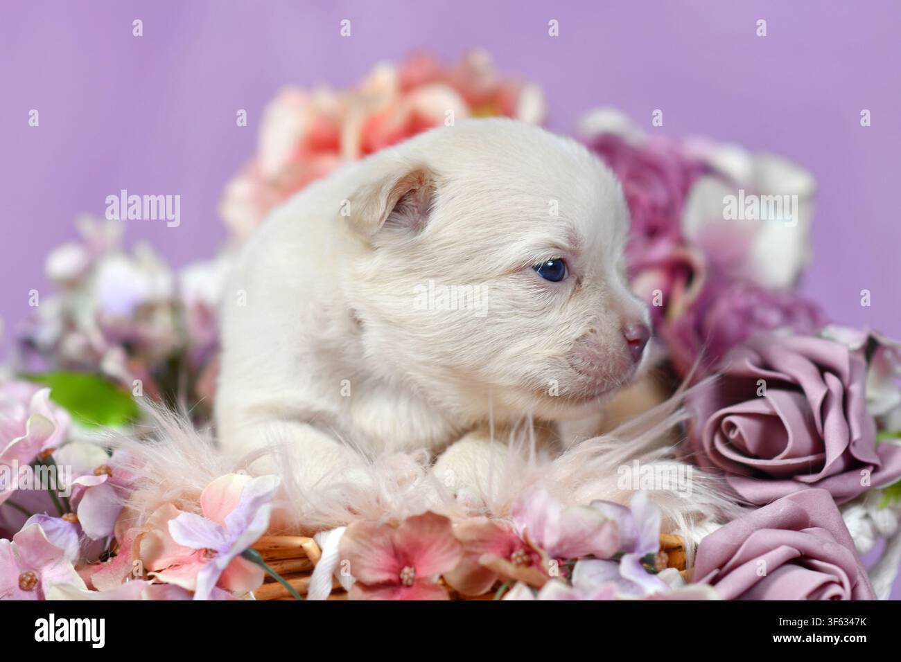 Primo piano di un minuscolo cucciolo di bulldog francese di tre settimane color platino circondato da fiori rosa e viola Foto Stock
