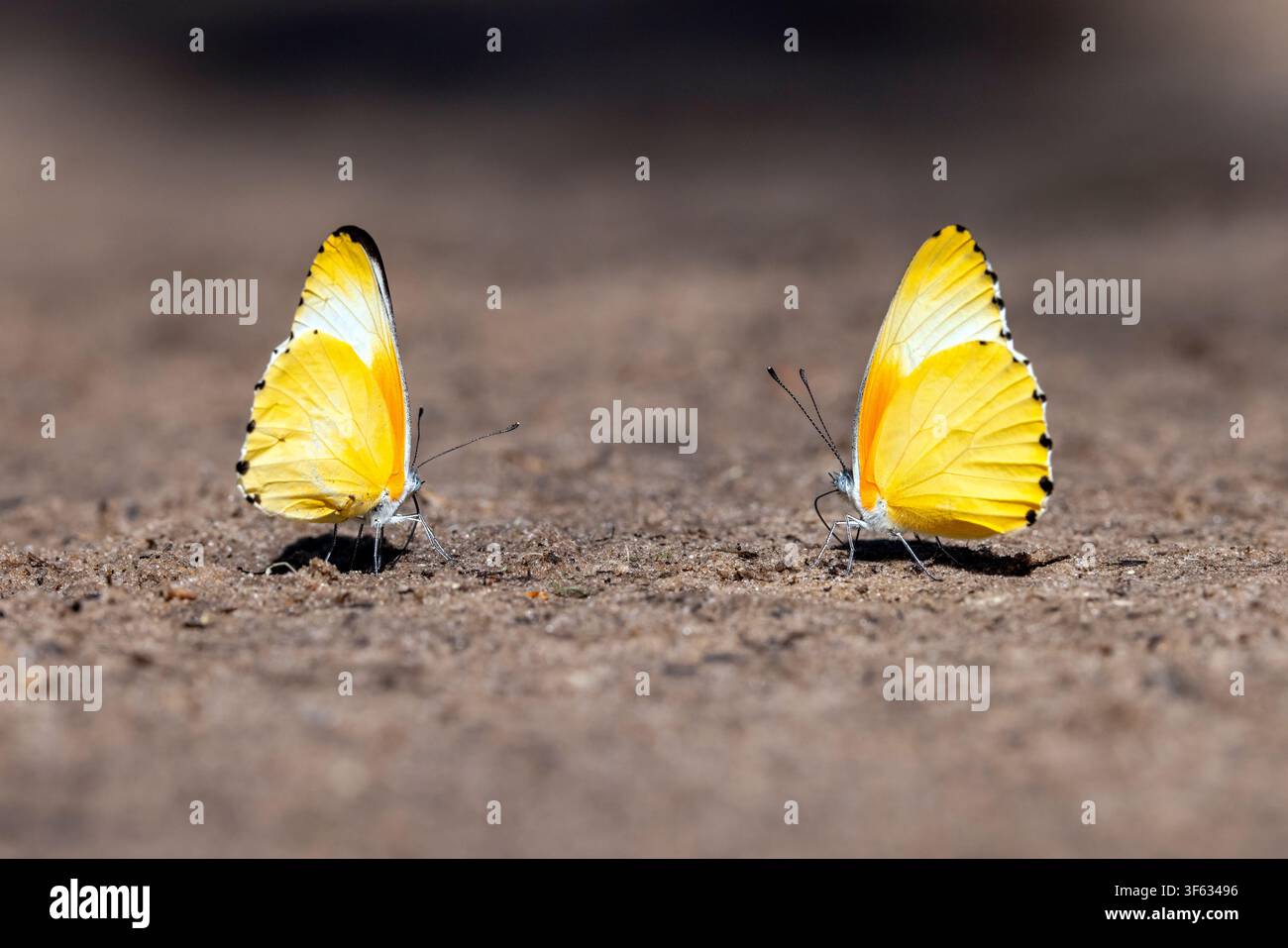 Mylothris agathina, la farfalla a bordo punteggiato orientale o comune – Mahangu Safari Lodge, vicino a Divundu, Namibia, Africa Foto Stock