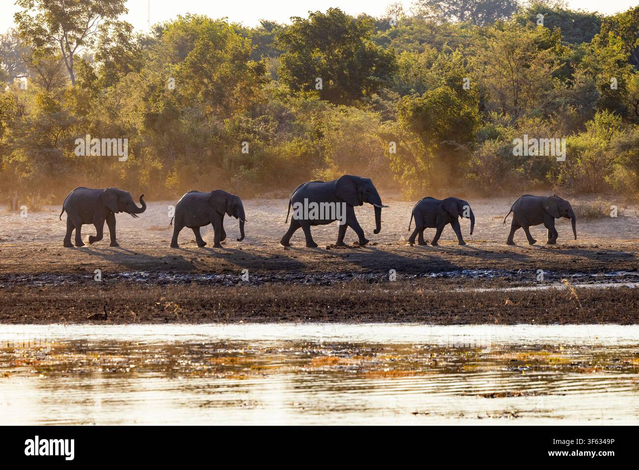 Branchio di elefanti africani (Loxodonta africana) che camminano in fila - Parco nazionale di Bwabwata, regione dello Zambesi, Namibia, Africa Foto Stock