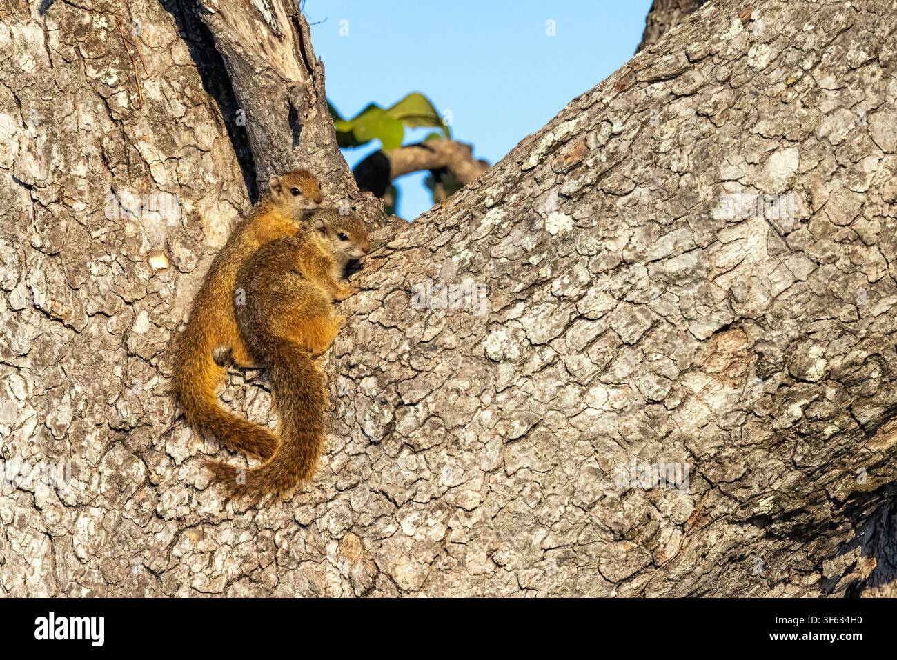 Scoiattoli dei cespugli di Smith (Paraxerus cepapi) - vicino al Nambwa Tented Lodge, Parco nazionale di Bwabwata, Area centrale di Kwando, Regione dello Zambesi, Namibia, Africa Foto Stock