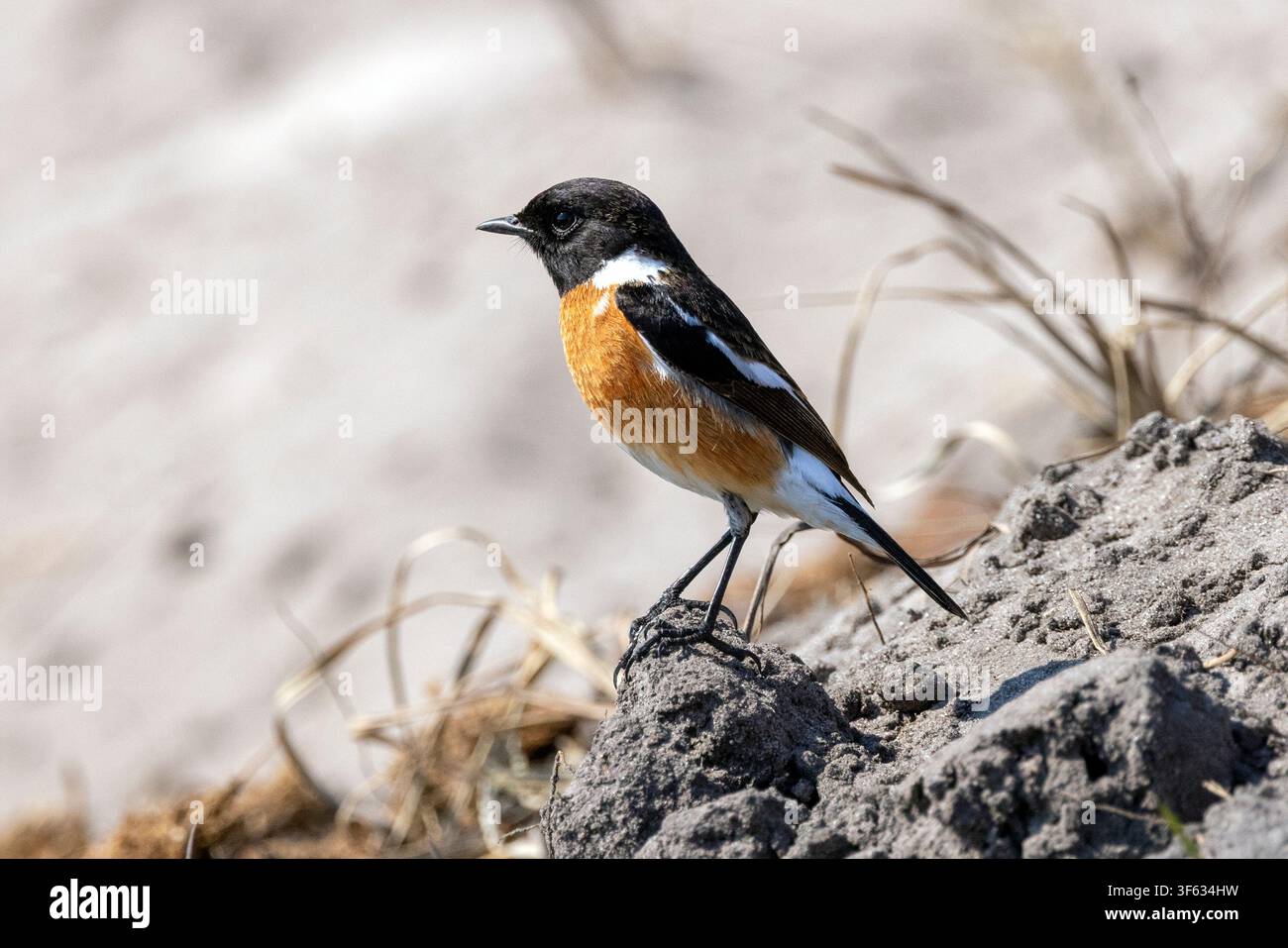 Stonechat africano o Saxicola comune (Saxicola torquatus) - vicino al Nambwa Tented Lodge, Parco nazionale di Bwabwata, Area centrale del Kwando, Regione dello Zambesi, Namibia Foto Stock