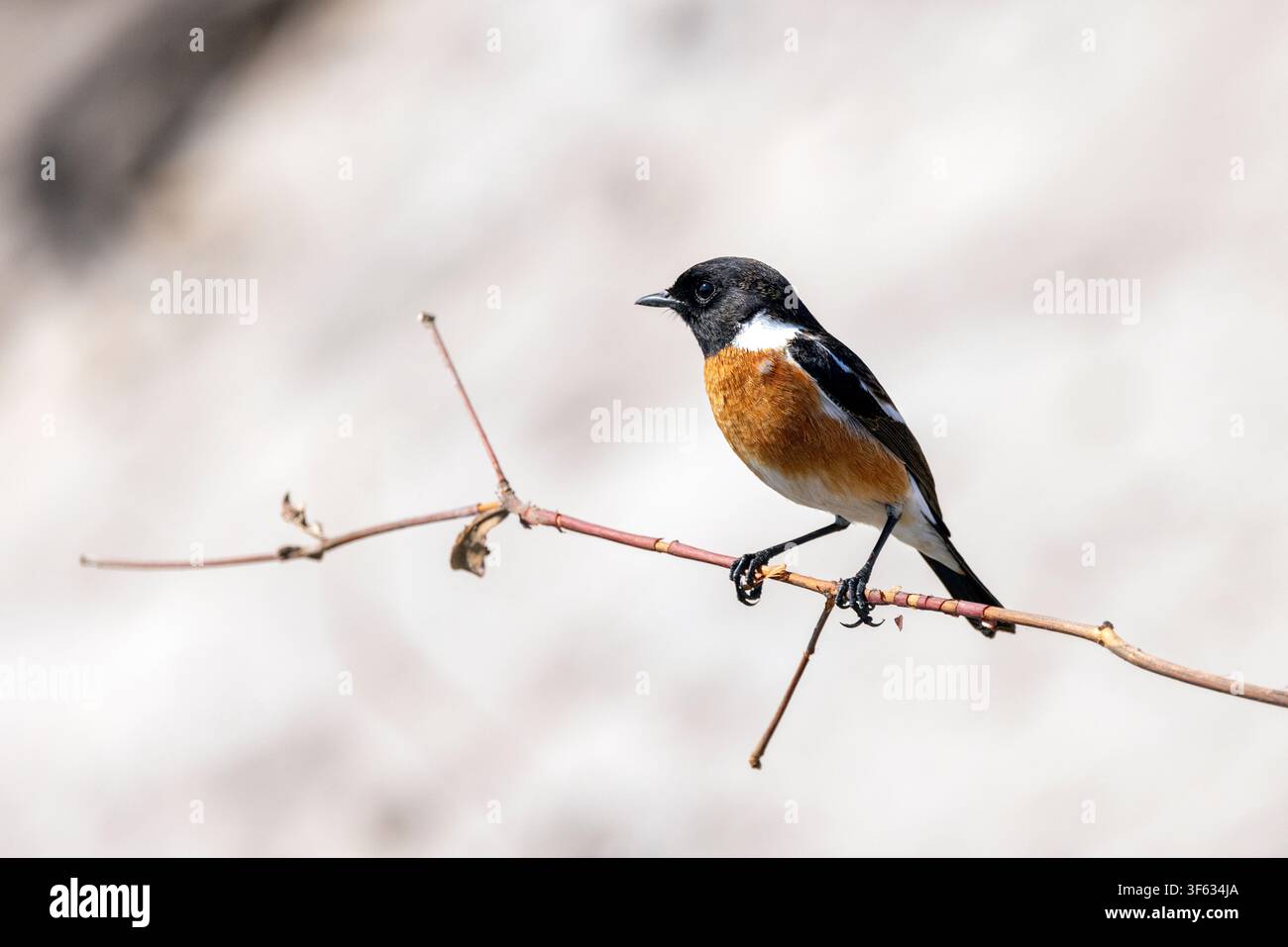 Stonechat africano o Saxicola comune (Saxicola torquatus) - vicino al Nambwa Tented Lodge, Parco nazionale di Bwabwata, Area centrale del Kwando, Regione dello Zambesi, Namibia Foto Stock