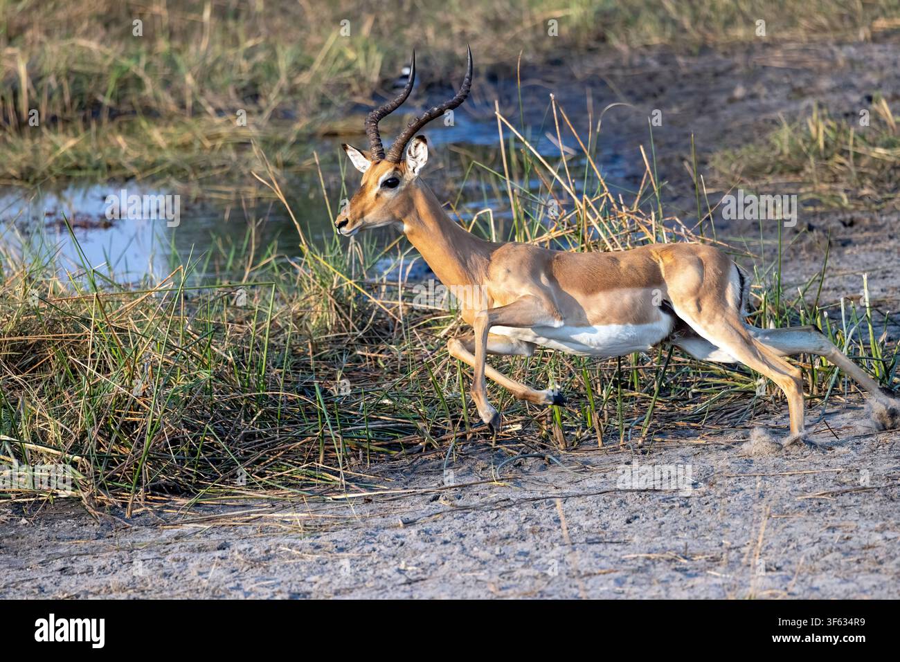Impala maschio (Aepyceros melampus) in corsa – vicino al Nambwa Tented Lodge, Parco nazionale di Bwabwata, Area centrale del Kwando, Regione dello Zambesi, Namibia, Africa Foto Stock