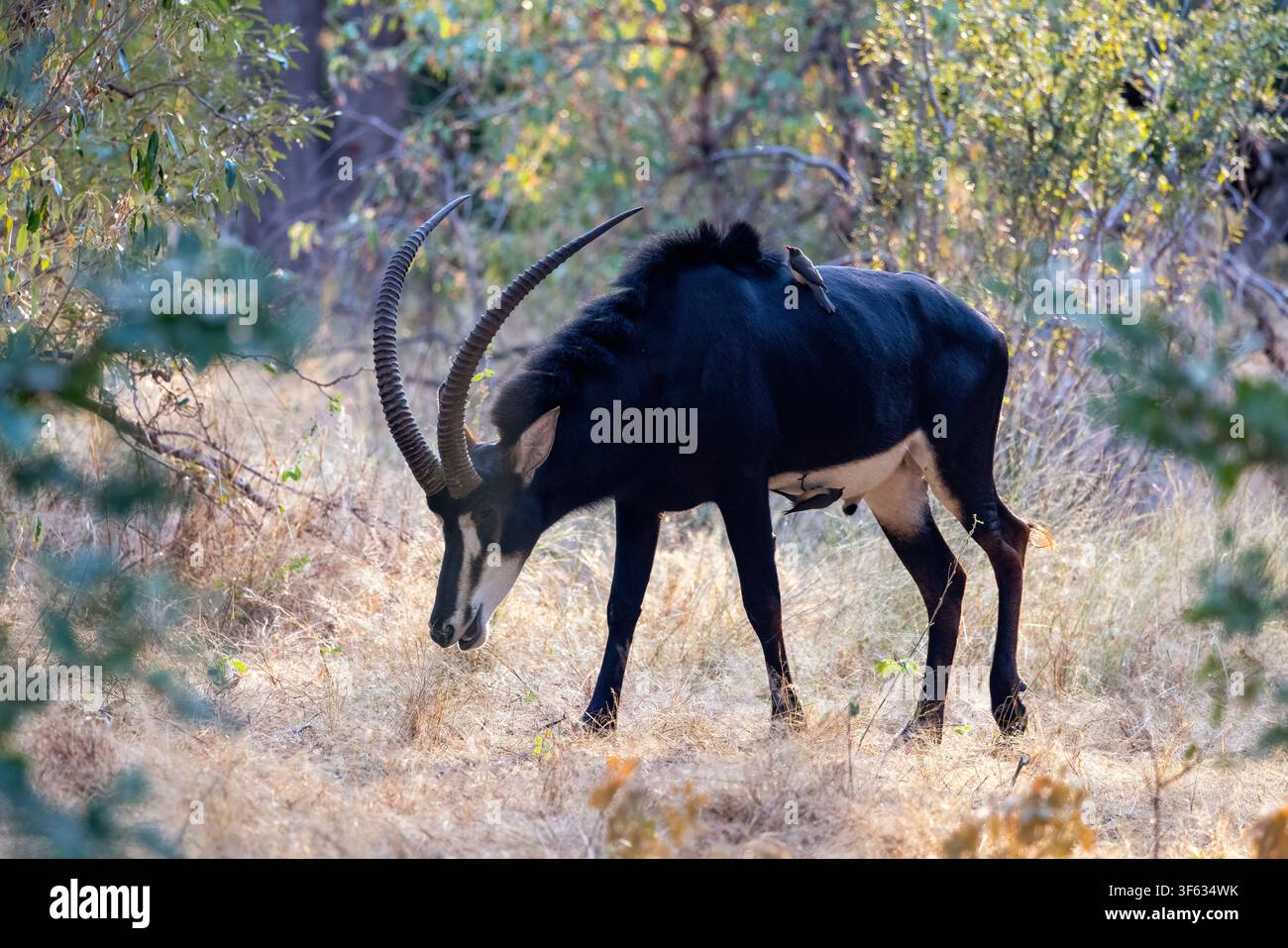 Antilope sable (Hippotragus niger) - vicino al Nambwa Tented Lodge, Parco Nazionale di Bwabwata, Area Nucleare di Kwando, Regione dello Zambesi, Namibia, Africa Foto Stock