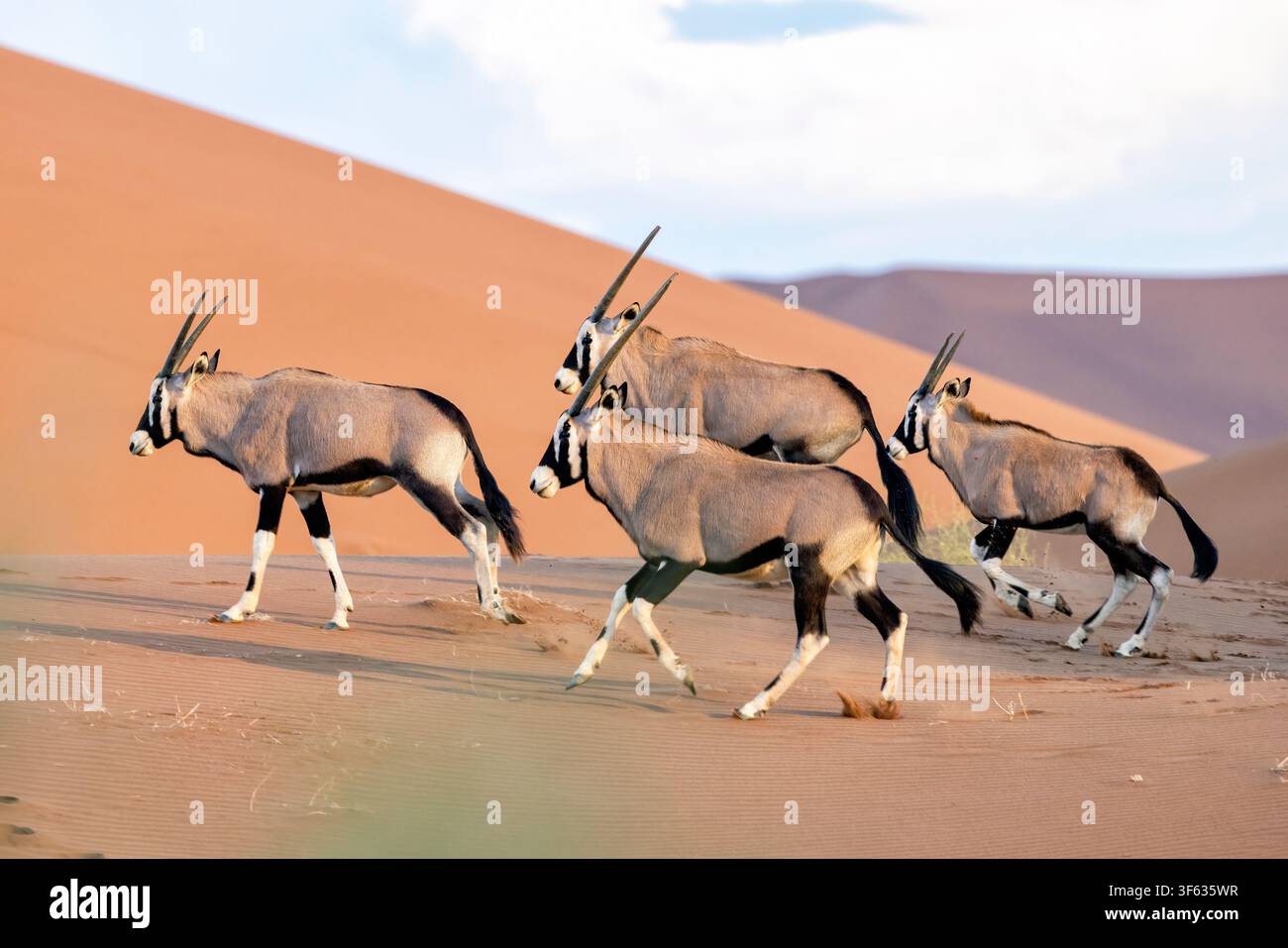 Un gruppo di gemsbok (Oryx gazella) o oryx del Sudafrica nel Parco Nazionale di Namib-Naukluft, Namibia, Africa Foto Stock