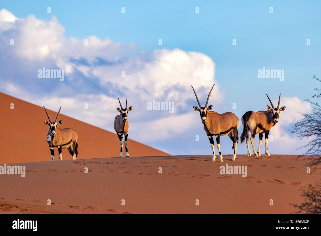 Un gruppo di gemsbok (Oryx gazella) o oryx del Sudafrica nel Parco Nazionale di Namib-Naukluft, Namibia, Africa Foto Stock