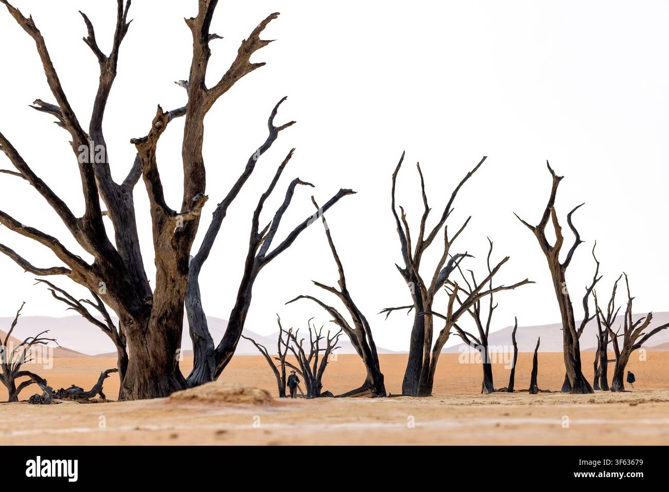 Fotografo che cammina tra alberi morti di camelthorn nel paesaggio surreale di Deadvlei - Parco nazionale di Namib-Naukluft, Namibia, Africa Foto Stock
