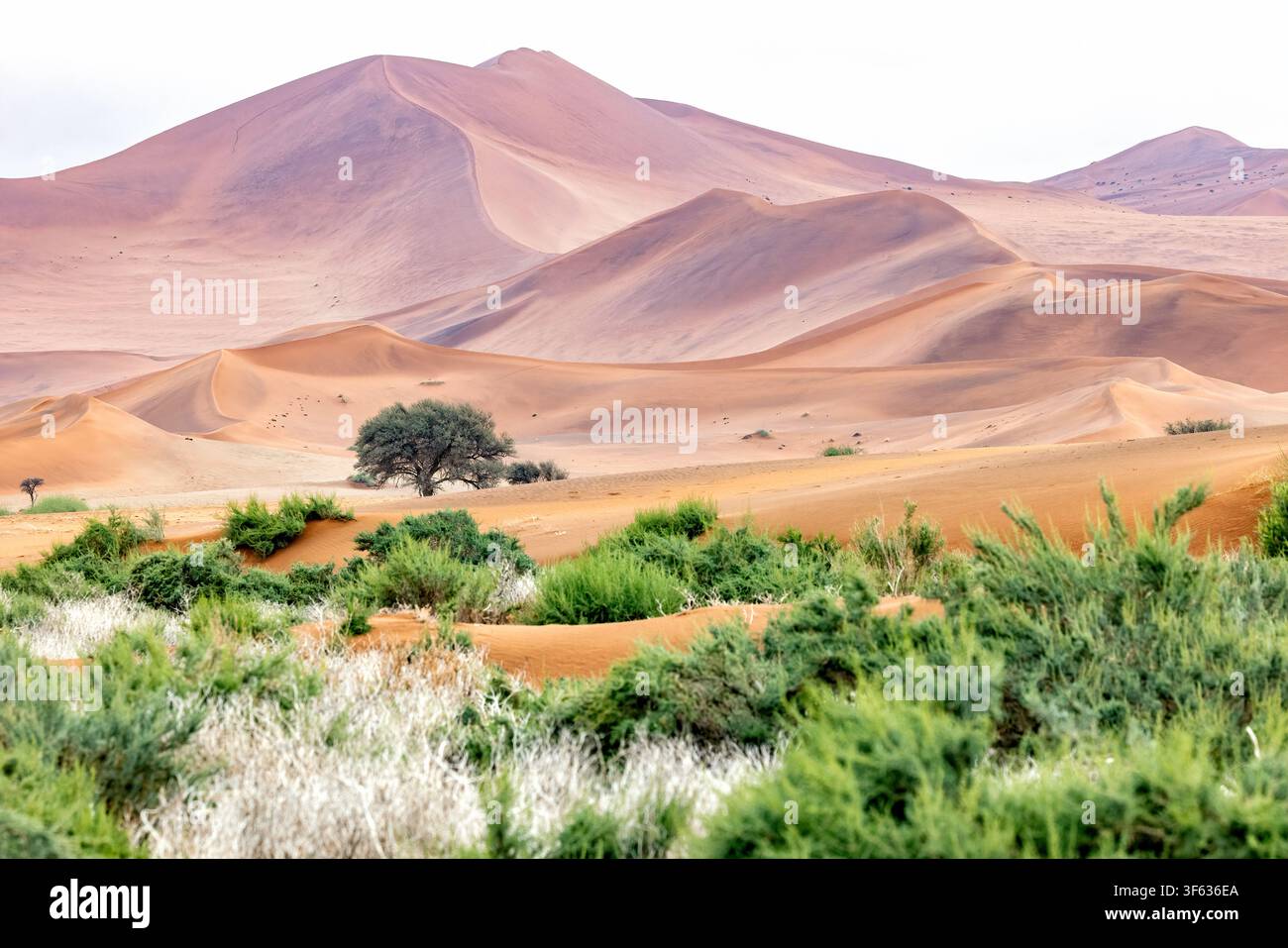 Dune di sabbia ultraterrena vicino a Sossusvlei nel Parco Nazionale Namib-Naukluft, Namibia, Africa Foto Stock