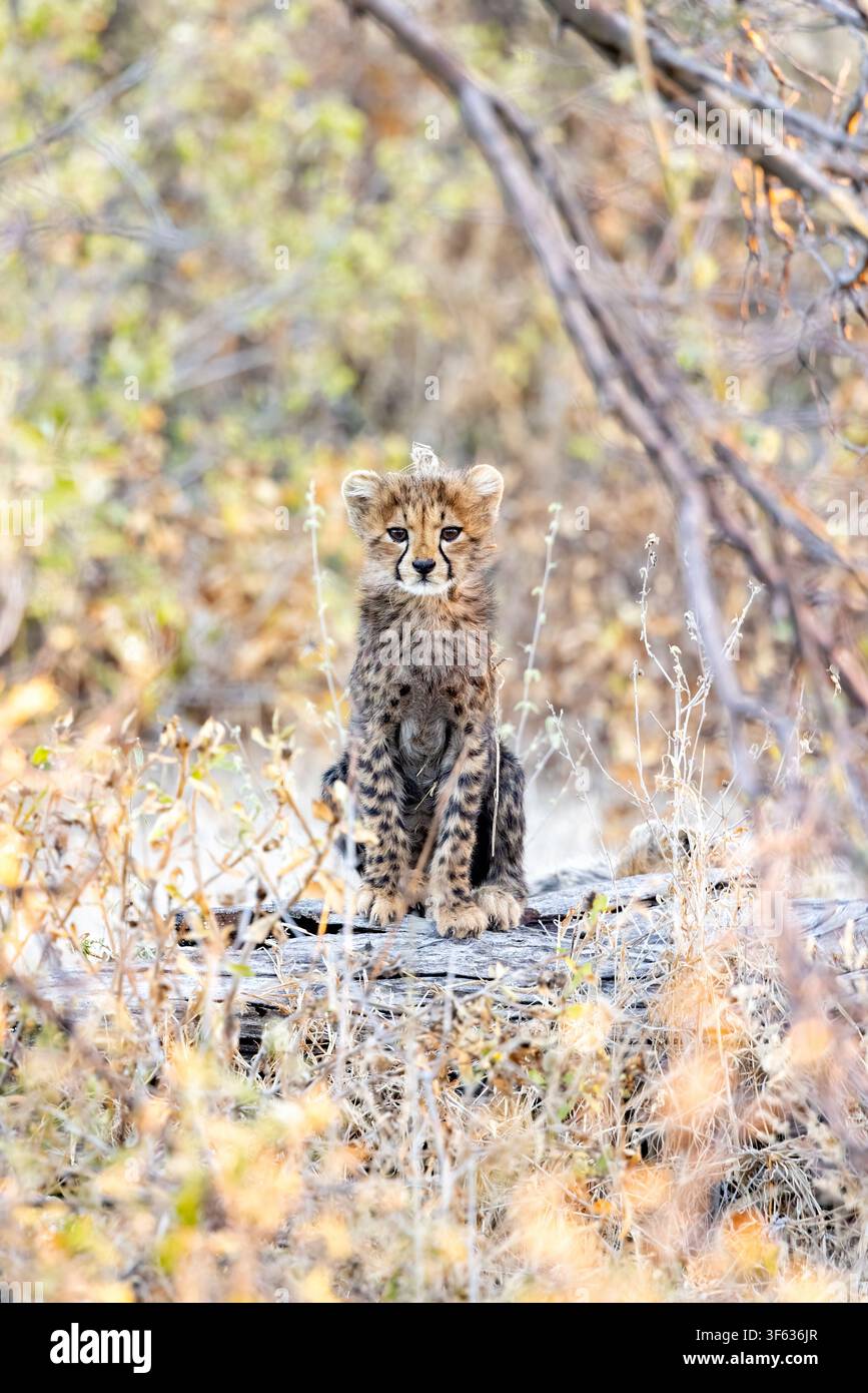 Cucciolo di ghepardo (Acinonyx jubatus) - Onguma Game Reserve, Namibia, Africa Foto Stock