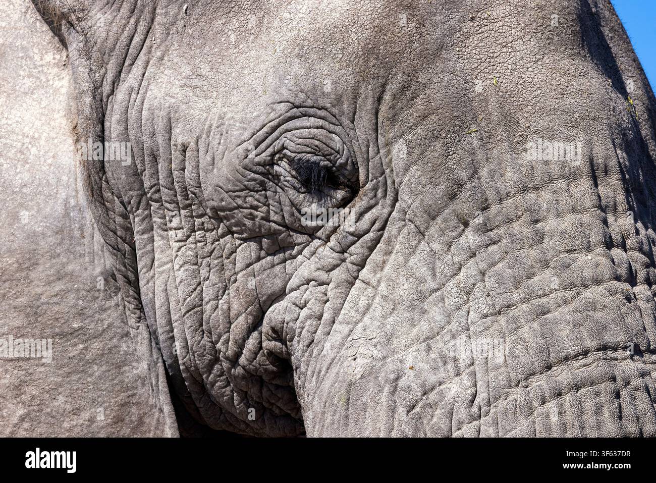 Immagine in primo piano di un elefante africano (Loxodonta Africana) - Onkolo Hide, Riserva naturale di Onguma, Namibia, Africa Foto Stock