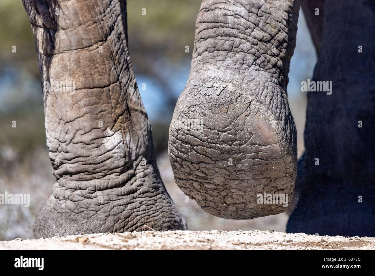 Vista ravvicinata della suola testurizzata del piede di un Elefante africano (Loxodonta Africana) - Onkolo Hide, Riserva naturale di Onguma, Namibia, Africa Foto Stock