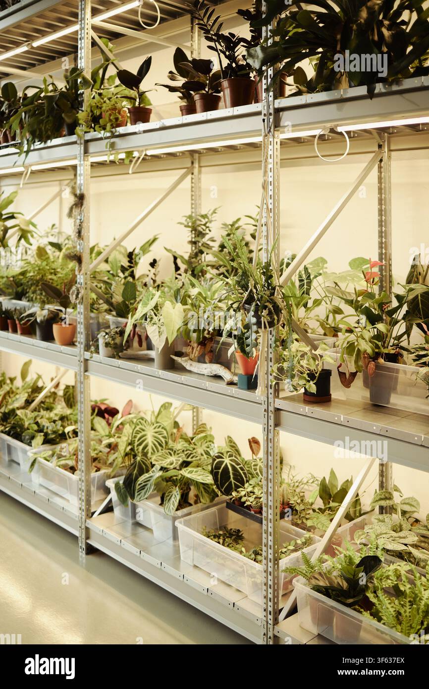 Piante d'appartamento in vaso su scaffali metallici sotto luci per la crescita in una serra commerciale, rappresentanti l'agricoltura urbana e il business della botanica, verticale Foto Stock