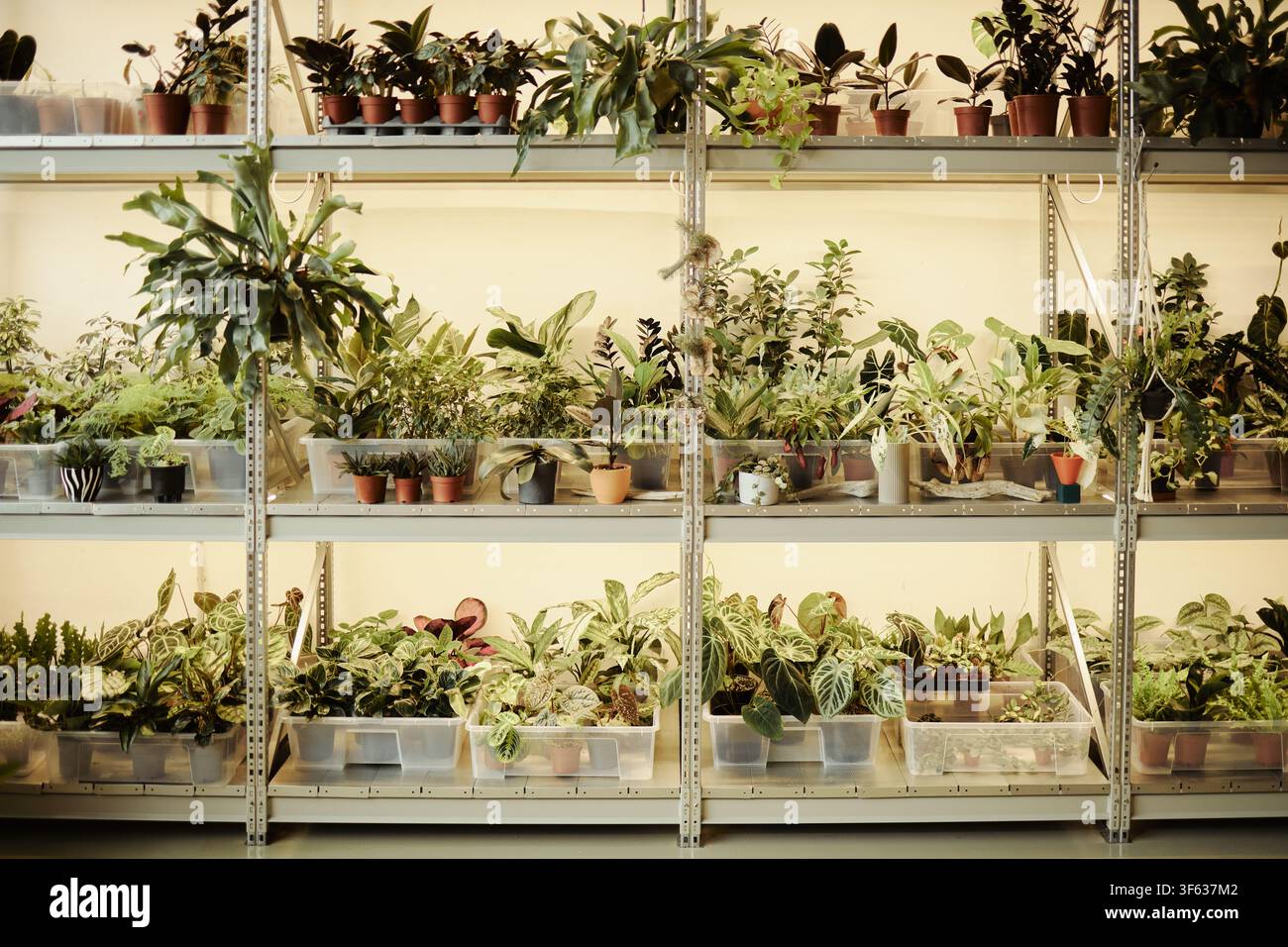 Piante in vaso disposte su scaffali metallici in una vivai, rappresentanti il giardinaggio urbano e la botanica. Immagine adatta per il marketing di prodotti e-commerce e la pubblicità per negozi di piante Foto Stock