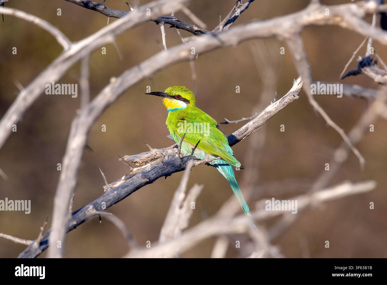 Bee-eater dalla coda a forca (Merops hirundineus) - Pianure di Andoni, Parco nazionale di Etosha, Namibia, Africa Foto Stock