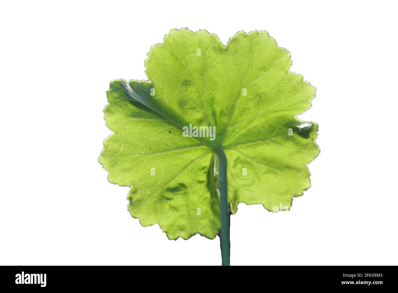 Foglia di geranio verde retroilluminata isolata su sfondo bianco puro Foto Stock