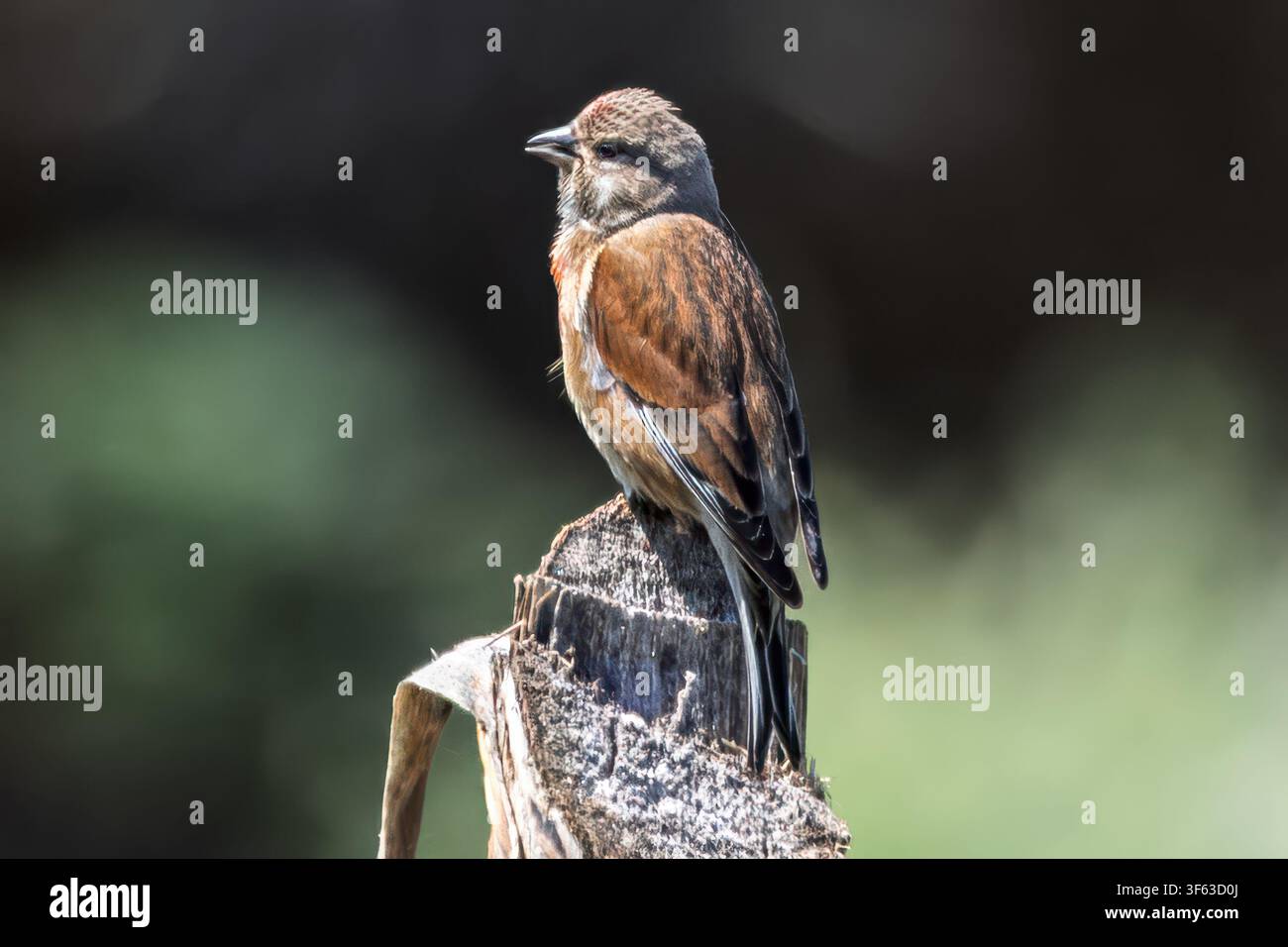Linota comune maschio (Linaria cannabina) in riposo su un palo di legno, Balestrate, Sicilia, Italia Foto Stock