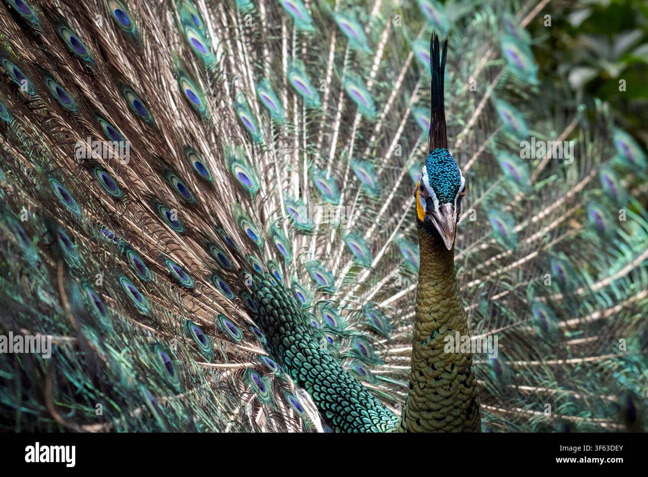 Primo piano a tutto campo di un pavone che mostra le sue piume della coda Foto Stock