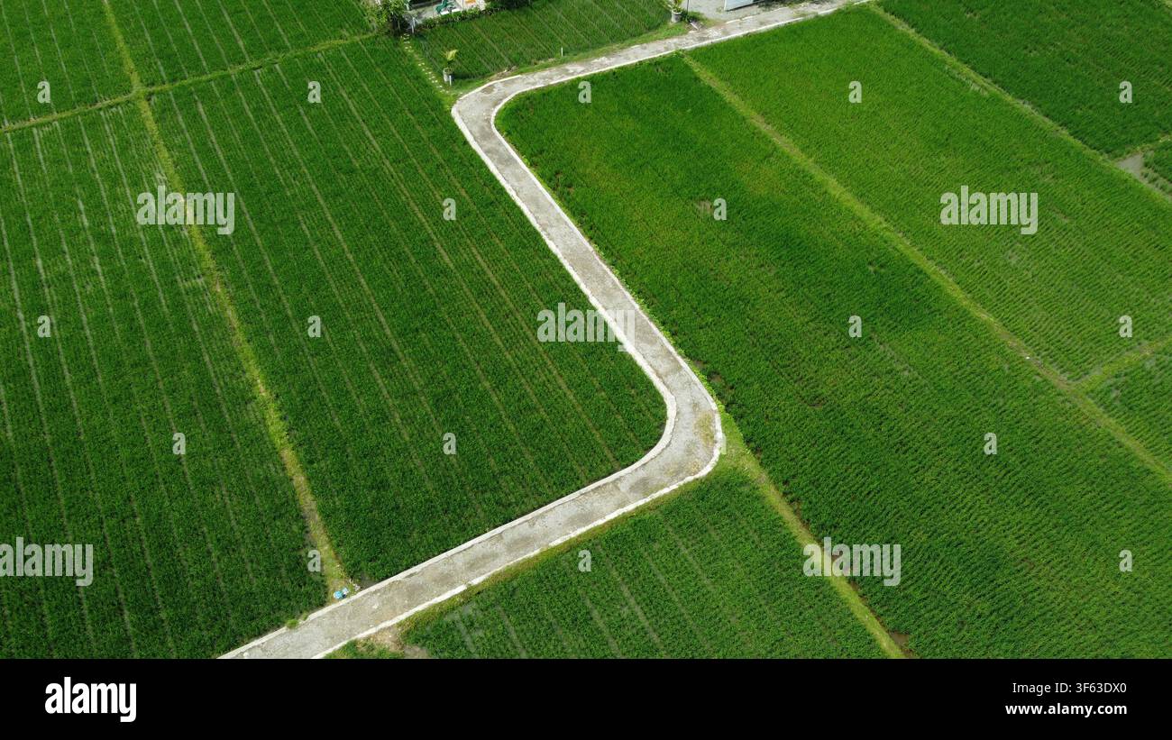Vista aerea di una strada attraverso i campi di riso, Nord Sumatra, Indonesia Foto Stock