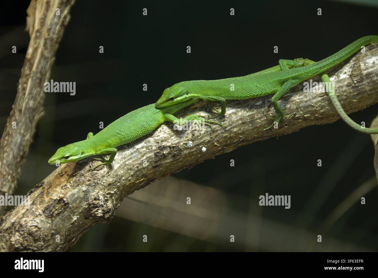 Sauria dalla coda lunga di Sakishima (Takydromus dorsalis) in un terrario, Bassa Sassonia, Germania Foto Stock