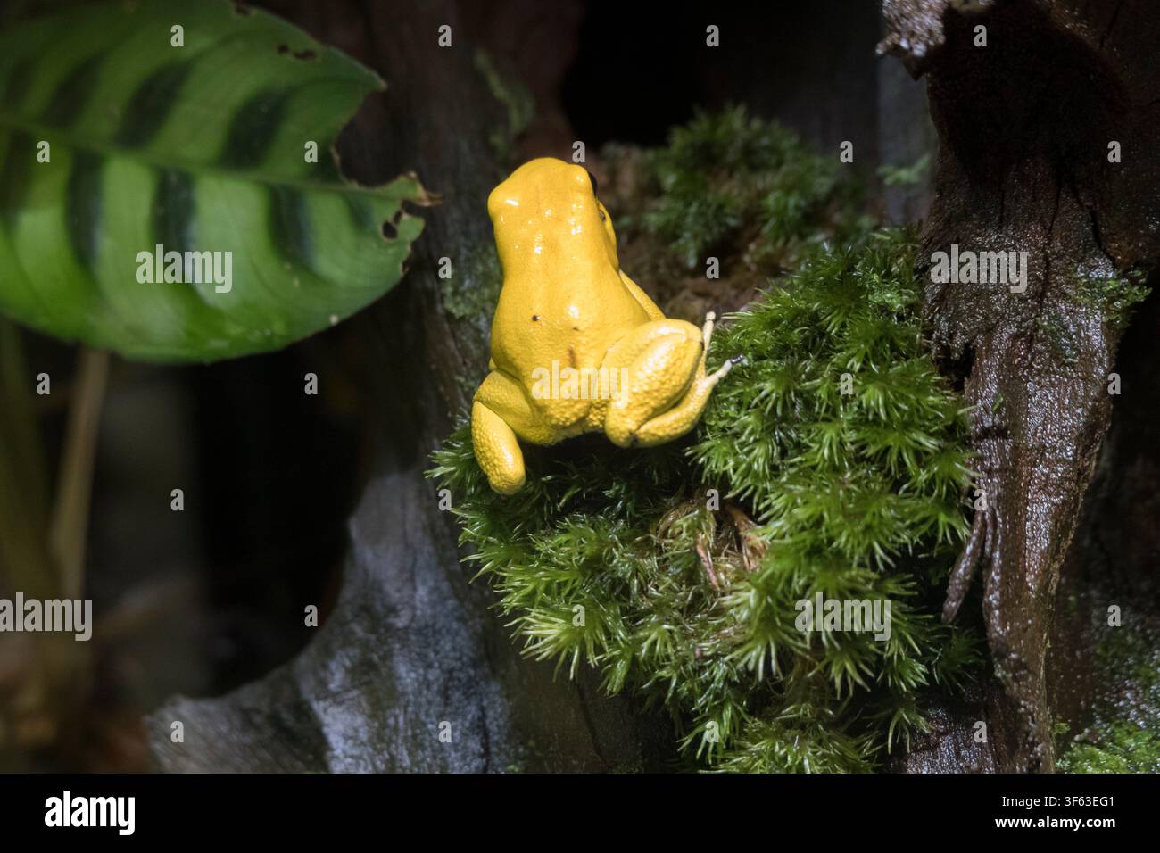 Rana dorata velenosa (Phyllobates terribilis), nota anche come Rana a dardi dorata (Phyllobates terribilis), Bassa Sassonia, Germania Foto Stock