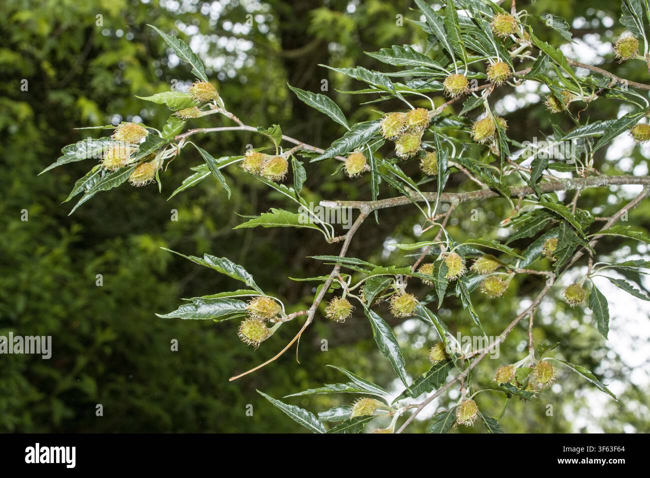 Castagna dolce (Castanea sativa), nota anche come castagna europea Foto Stock