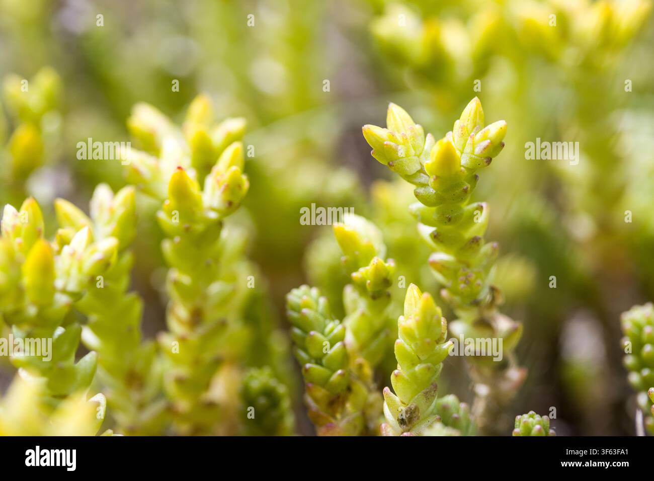 Sedum acre, anche conosciuto come sedum dorato o sedum muschioso Foto Stock