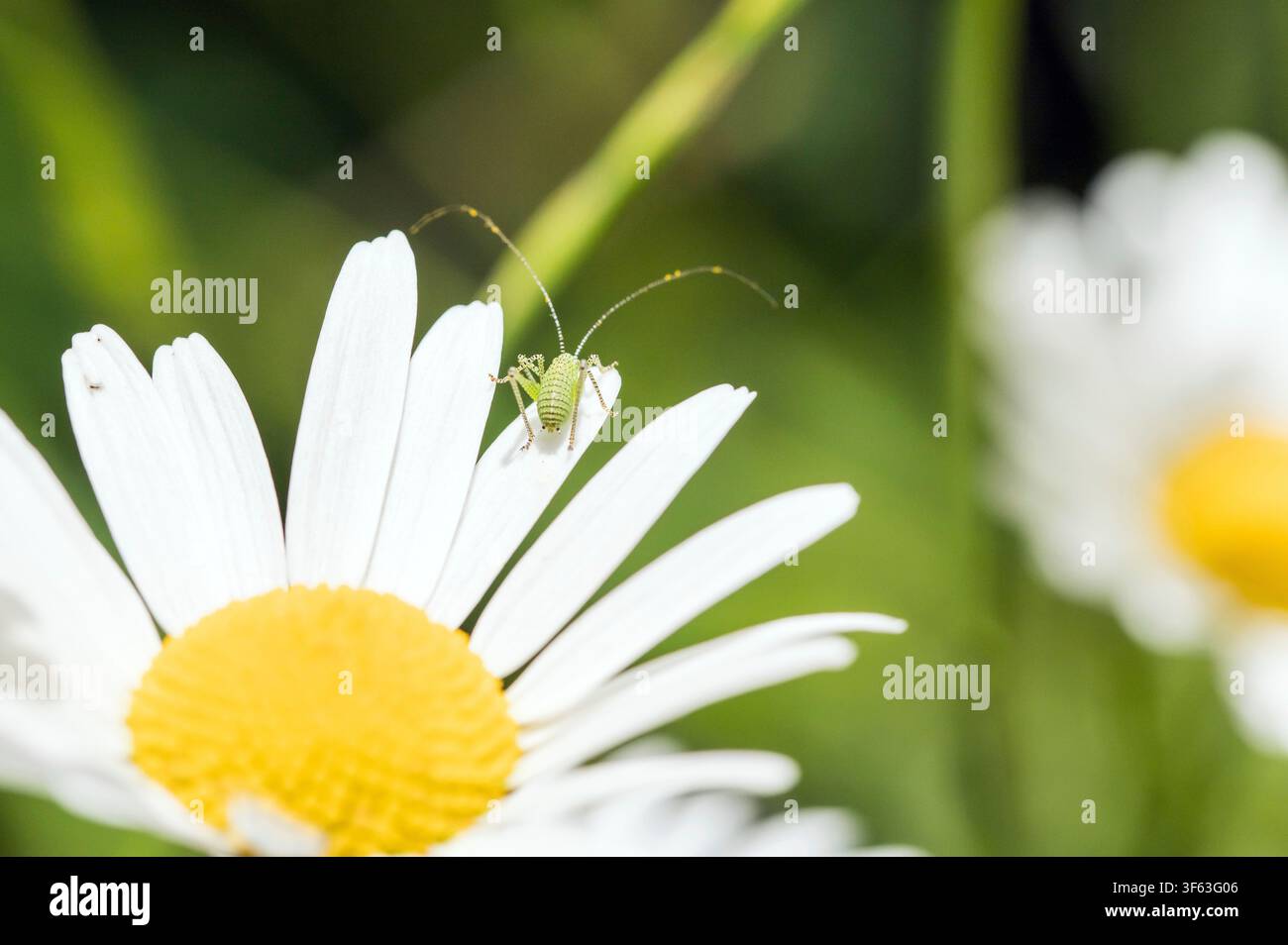 Larva della cavalletta maculata su una margherita del prato Foto Stock