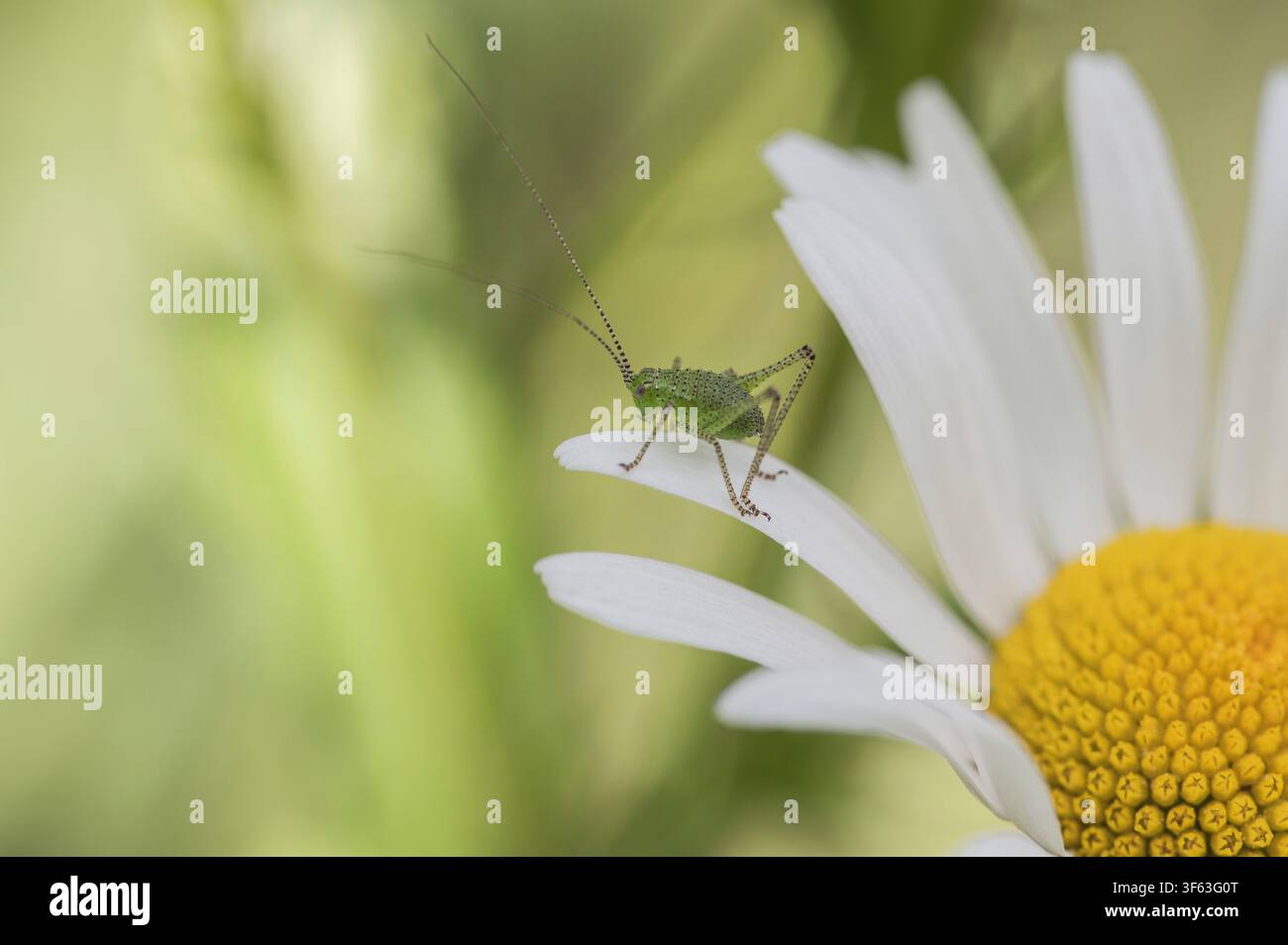 Cavalletta macchiata su una margherita del prato Foto Stock
