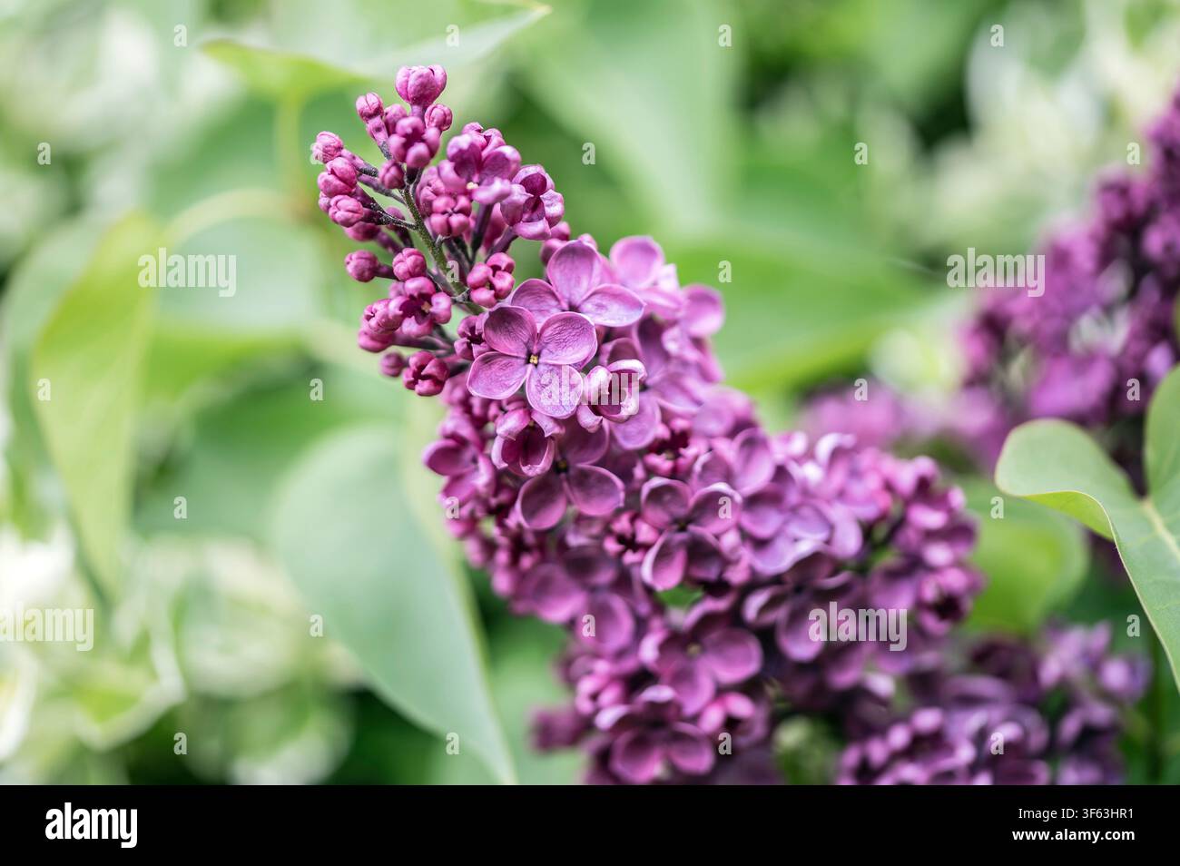 Lillà comune Foto Stock